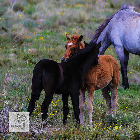Brumbies14Dec23_0383