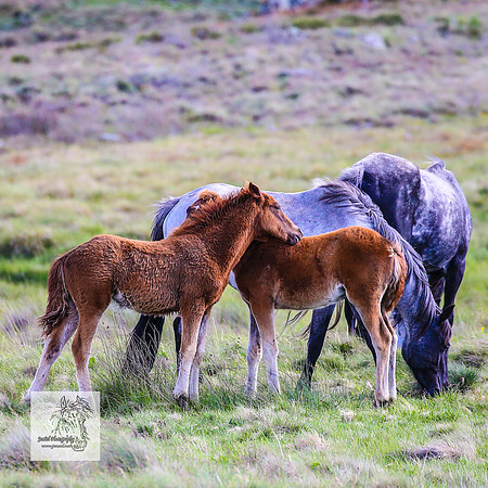 Brumbies15Dec23_1111