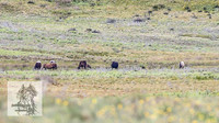 Brumbies7Dec23_0009