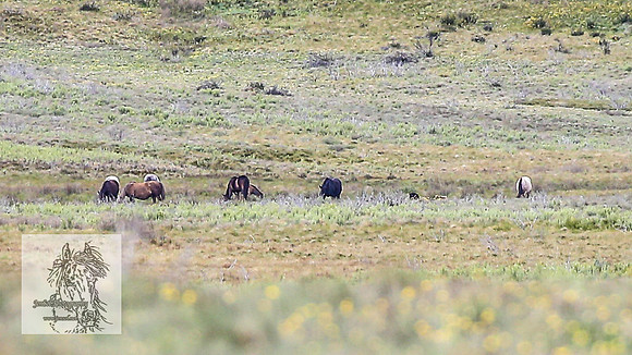Brumbies7Dec23_0009