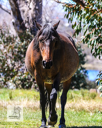 Brumbies2Nov23_0587