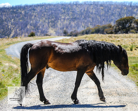 Brumbies2Nov23_0420