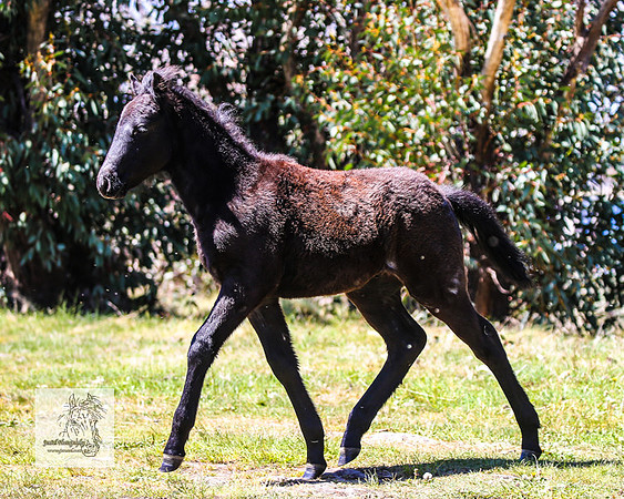 Brumbies2Nov23_0593
