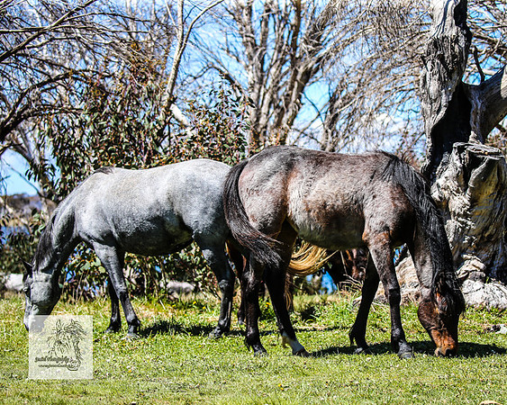 Brumbies2Nov23_0552