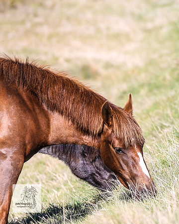 Brumbies2Nov23_0122