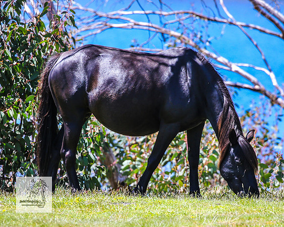 Brumbies2Nov23_0461