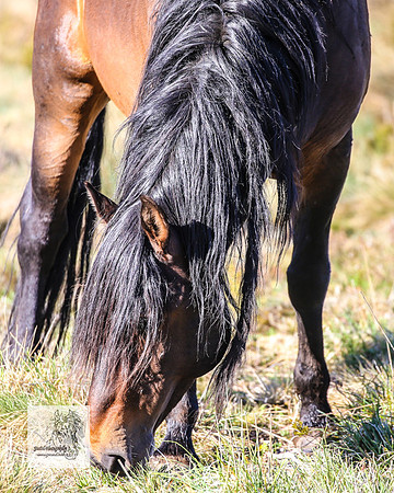 Brumbies2Nov23_0120