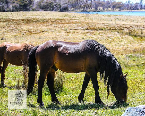 Brumbies2Nov23_0443