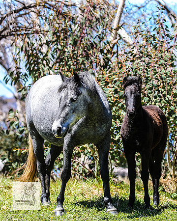 Brumbies2Nov23_0572