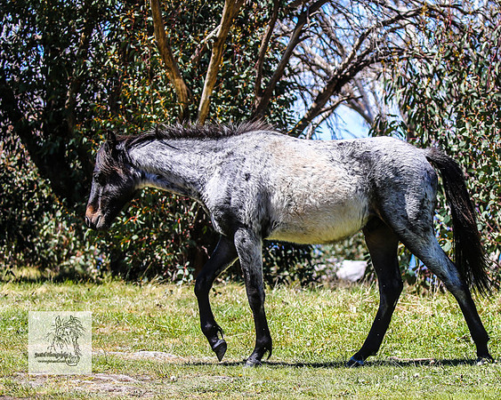 Brumbies2Nov23_0648