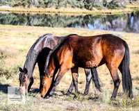 Brumbies2Nov23_0217