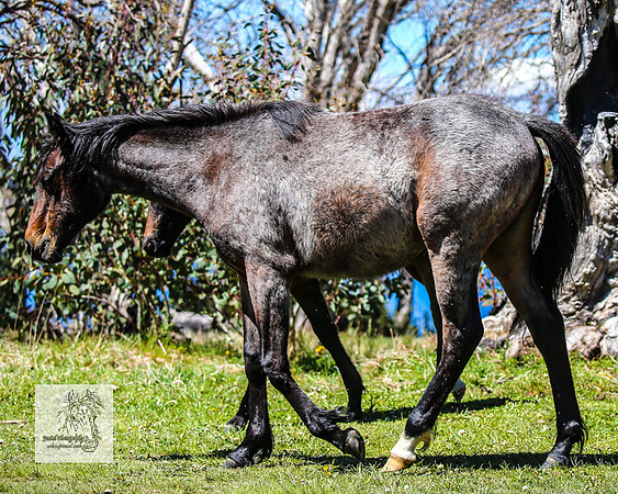 Brumbies2Nov23_0597