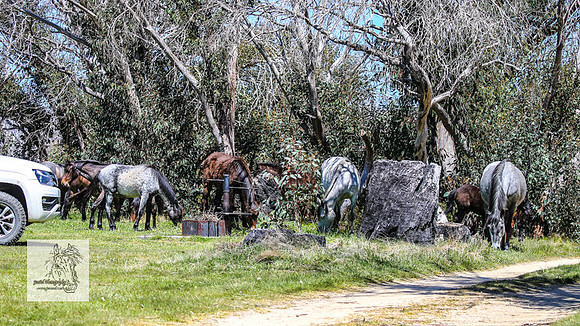 Brumbies2Nov23_0473