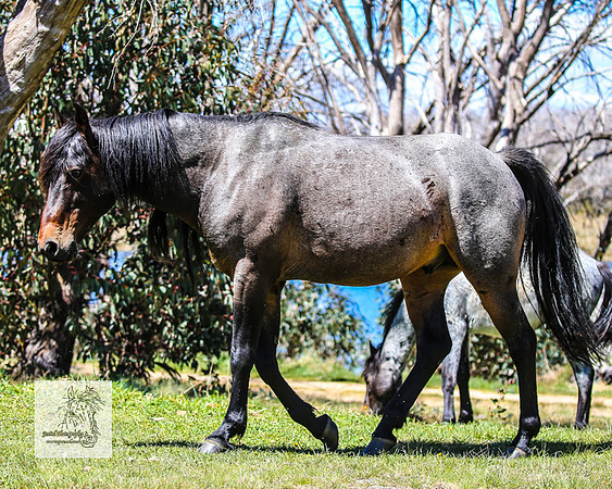 Brumbies2Nov23_0628