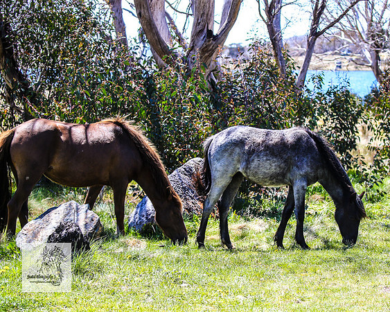 Brumbies2Nov23_0454