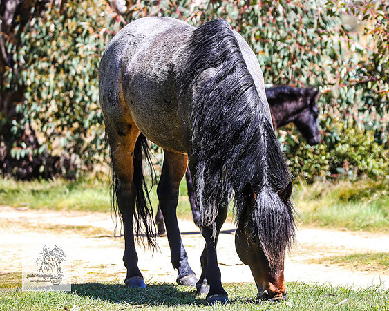 Brumbies2Nov23_0479
