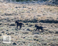 Brumbies2Nov23_0072