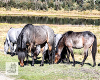 Brumbies2Nov23_0235