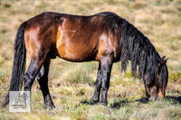 Brumbies2Nov23_0103