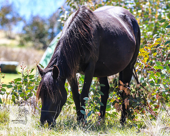 Brumbies2Nov23_0486