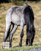 Brumbies2Nov23_0020
