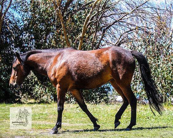 Brumbies2Nov23_0599