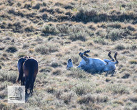Brumbies2Nov23_0060