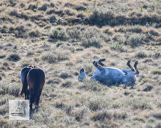Brumbies2Nov23_0060