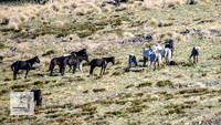 Brumbies2Nov23_0262