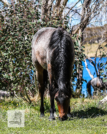 Brumbies2Nov23_0532