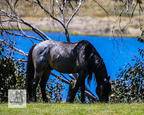 Brumbies2Nov23_0441