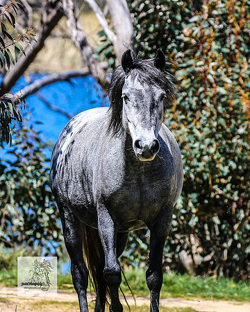 Brumbies2Nov23_0512