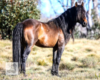 Brumbies2Nov23_0192