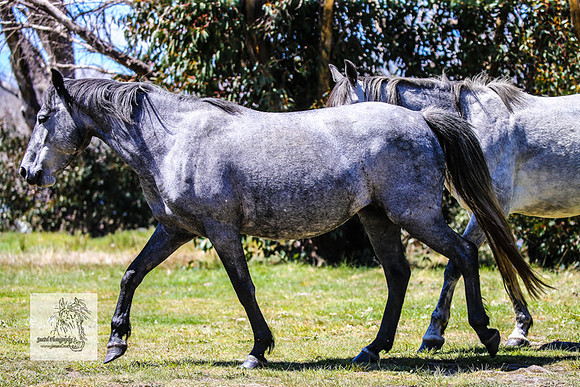 Brumbies2Nov23_0590