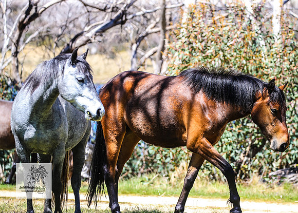 Brumbies2Nov23_0522