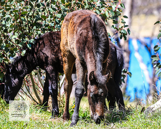 Brumbies2Nov23_0557