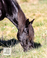 Brumbies2Nov23_0128