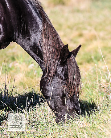 Brumbies2Nov23_0128