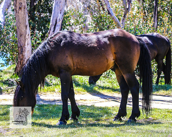 Brumbies2Nov23_0663