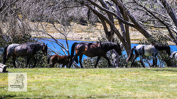 Brumbies2Nov23_0438