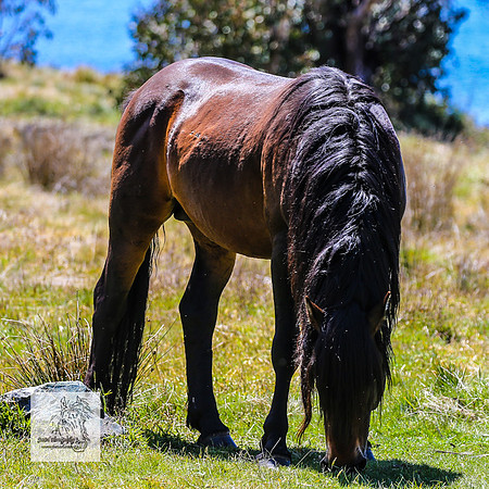 Brumbies2Nov23_0465