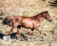 Brumbies2Nov23_0164