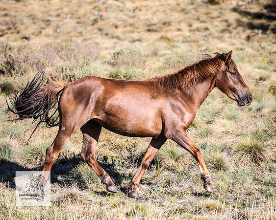 Brumbies2Nov23_0164