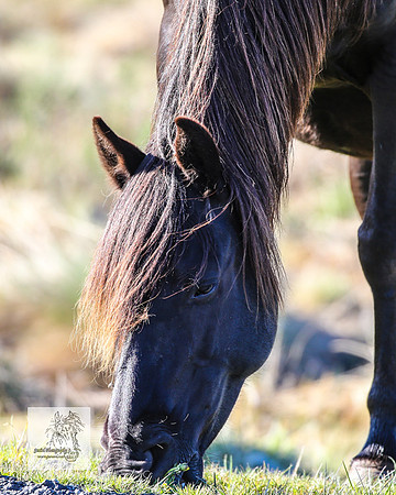 Brumbies2Nov23_0017