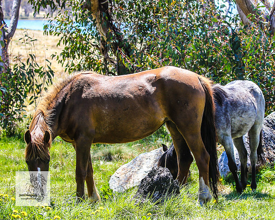 Brumbies2Nov23_0447