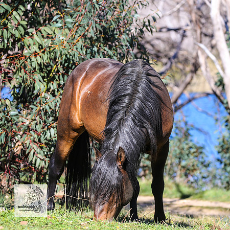 Brumbies2Nov23_1473