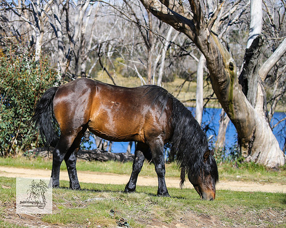 Brumbies2Nov23_1478