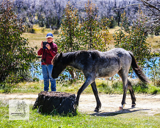 Brumbies2Nov23_0674