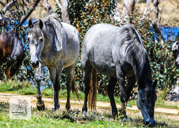 Brumbies2Nov23_0517