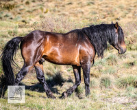 Brumbies2Nov23_0169